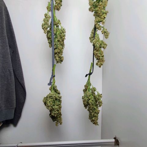 Pineapple growlog timeline photo