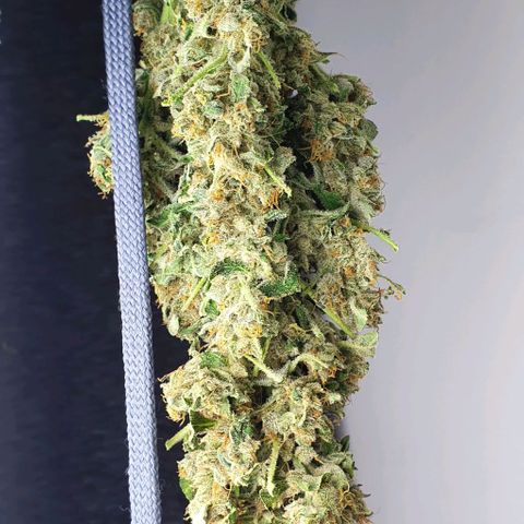 Pineapple growlog timeline photo