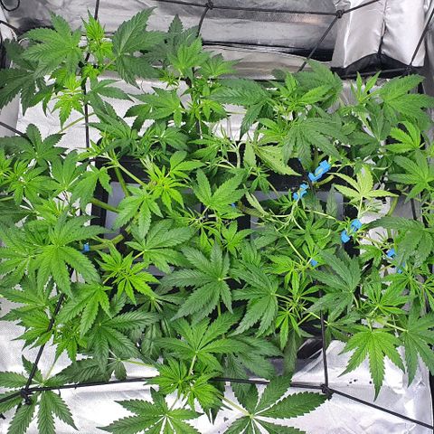 Auto Purple Candy growlog timeline photo