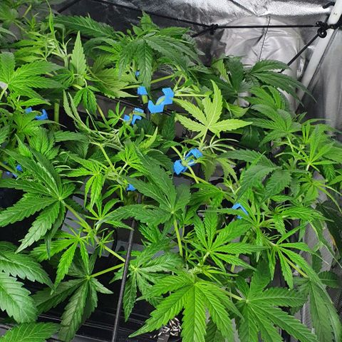 Auto Pineapple Candy growlog timeline photo