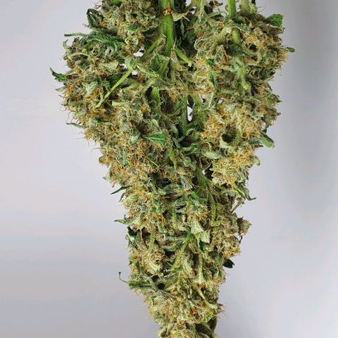 Pineapple growlog timeline photo