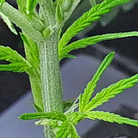 Auto Pineapple Candy growlog timeline photo