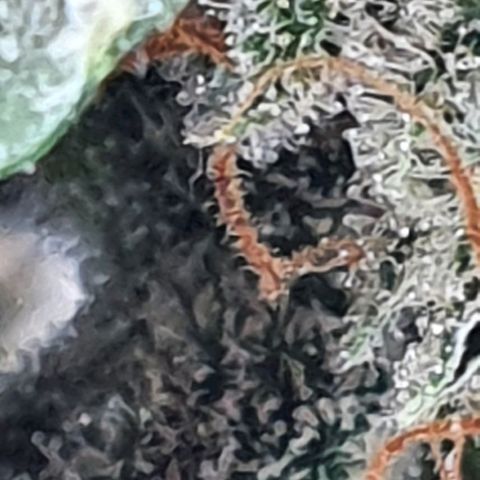 Pineapple growlog timeline photo