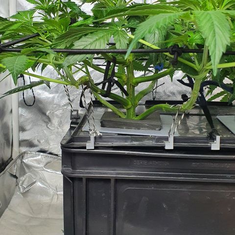 Auto Purple Candy growlog timeline photo