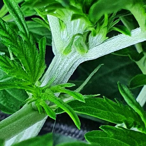 Auto Purple Candy growlog timeline photo