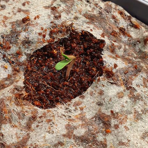 Auto Citrus Skunk growlog timeline photo