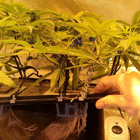 Auto Pineapple Candy growlog timeline photo