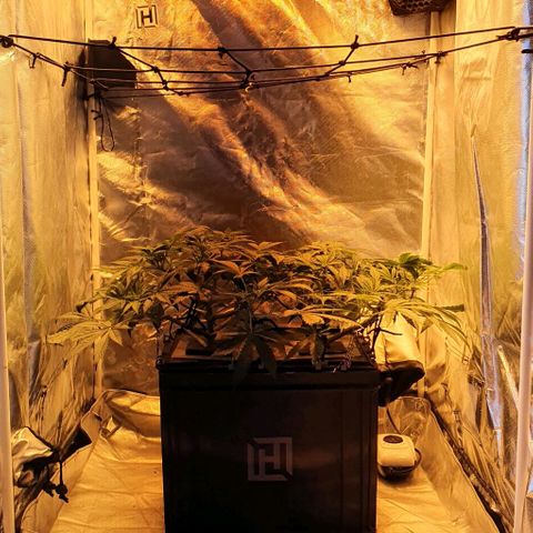 Auto Pineapple Candy growlog timeline photo