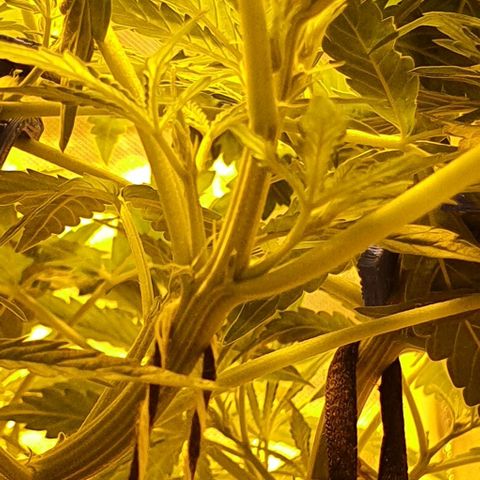 Auto Pineapple Candy growlog timeline photo
