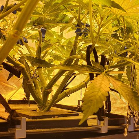 Auto Pineapple Candy growlog timeline photo