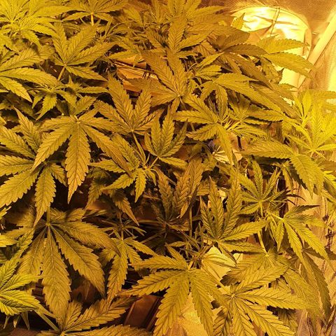 Auto Pineapple Candy growlog timeline photo