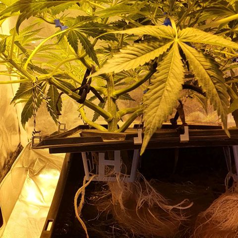Auto Purple Candy growlog timeline photo