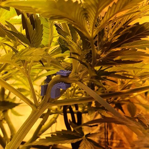Auto Purple Candy growlog timeline photo