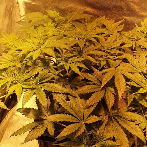 Auto Purple Candy growlog timeline photo