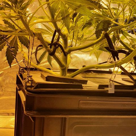 Auto Purple Candy growlog timeline photo