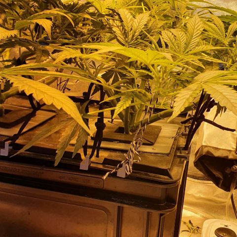Auto Pineapple Candy growlog timeline photo