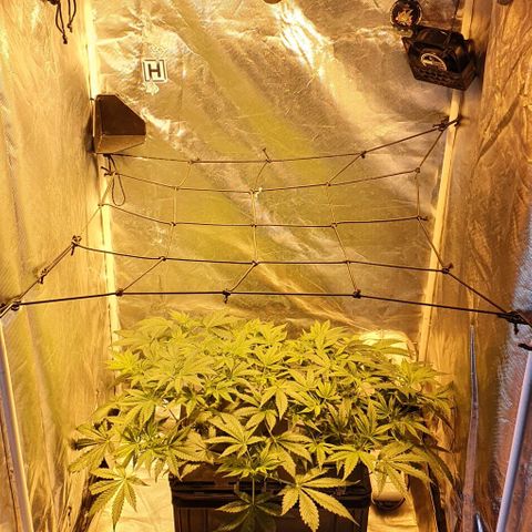 Auto Purple Candy growlog timeline photo