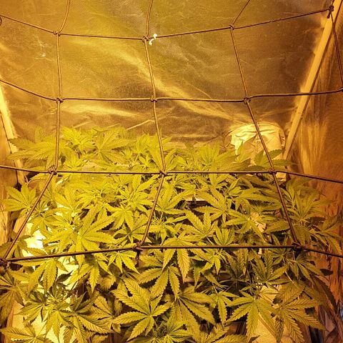 Auto Purple Candy growlog timeline photo