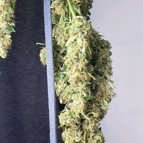 Pineapple growlog timeline photo