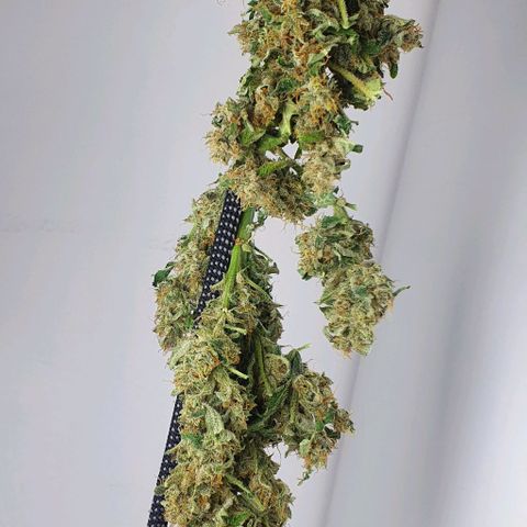 Pineapple growlog timeline photo