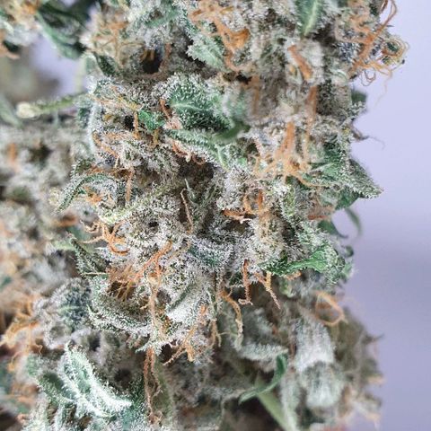 Pineapple growlog timeline photo