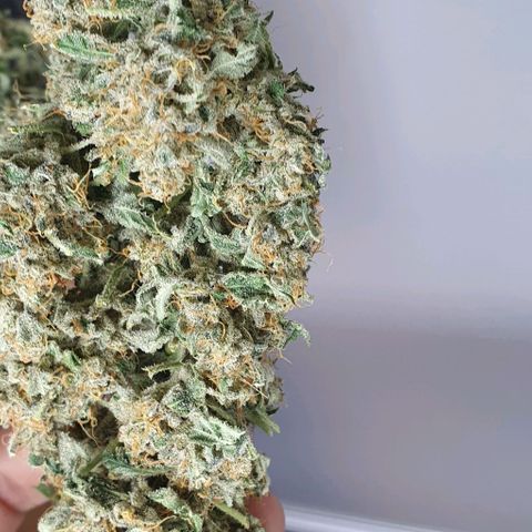 Pineapple growlog timeline photo