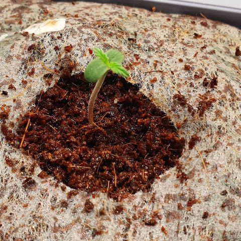 Auto Citrus Skunk growlog timeline photo