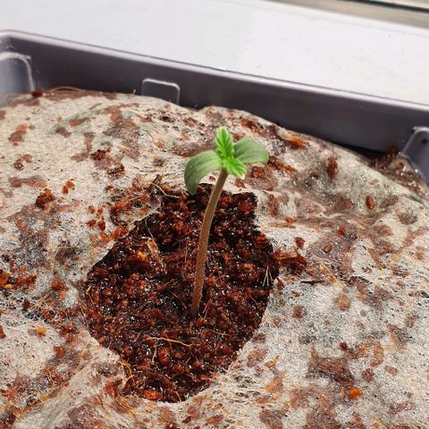 Auto Citrus Skunk growlog timeline photo