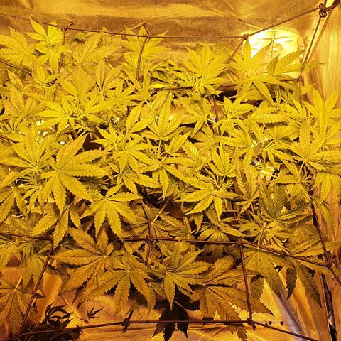 Auto Pineapple Candy growlog timeline photo