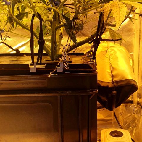Auto Pineapple Candy growlog timeline photo