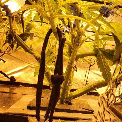 Auto Pineapple Candy growlog timeline photo