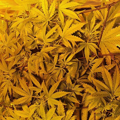 Auto Pineapple Candy growlog timeline photo