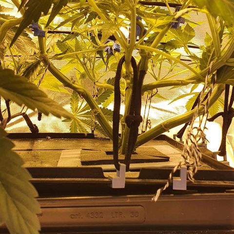 Auto Pineapple Candy growlog timeline photo