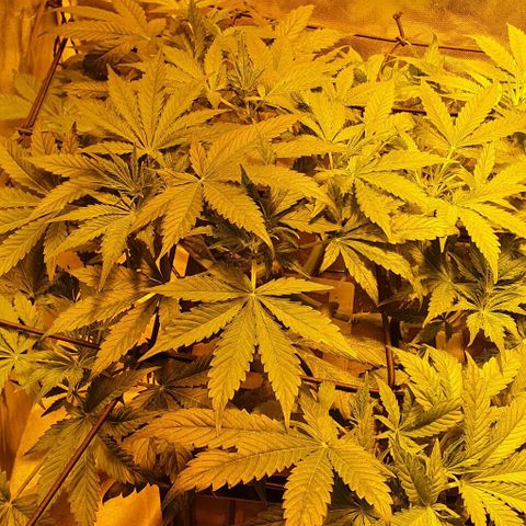 Auto Purple Candy growlog timeline photo