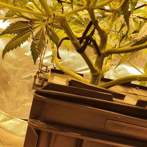 Auto Purple Candy growlog timeline photo