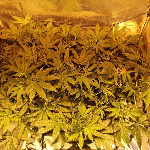 Auto Purple Candy growlog timeline photo