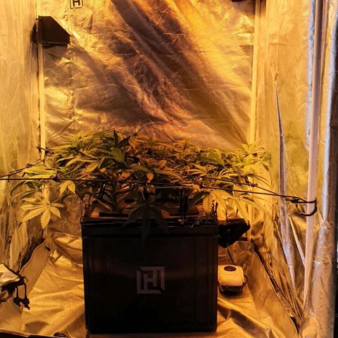 Auto Purple Candy growlog timeline photo