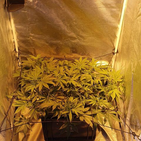 Auto Purple Candy growlog timeline photo