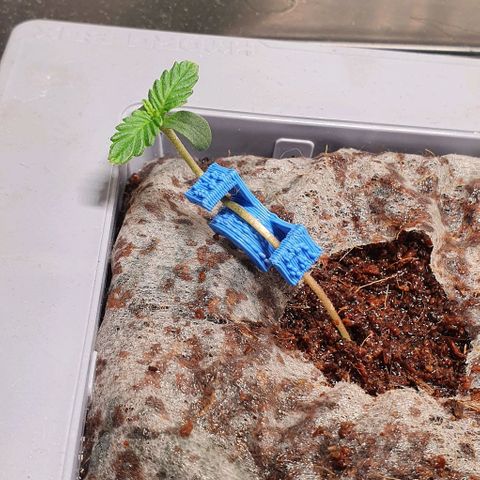Auto Citrus Skunk growlog timeline photo