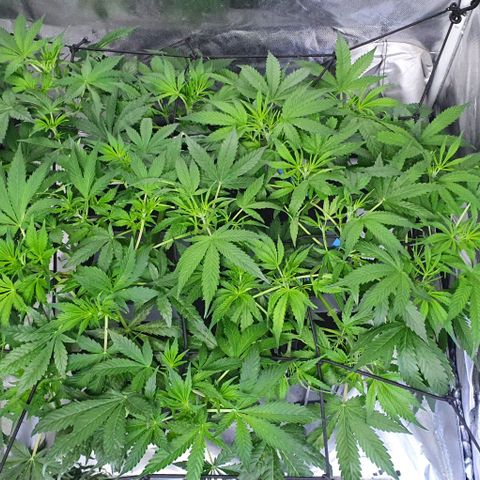 Auto Pineapple Candy growlog timeline photo