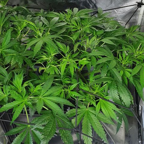 Auto Pineapple Candy growlog timeline photo
