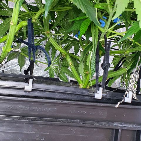 Auto Pineapple Candy growlog timeline photo