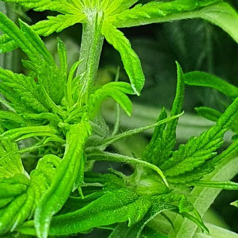 Auto Pineapple Candy growlog timeline photo