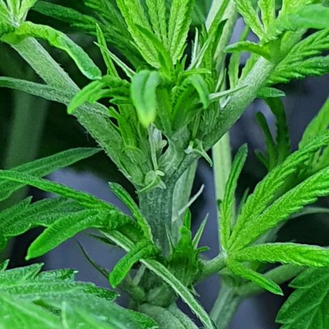 Auto Pineapple Candy growlog timeline photo