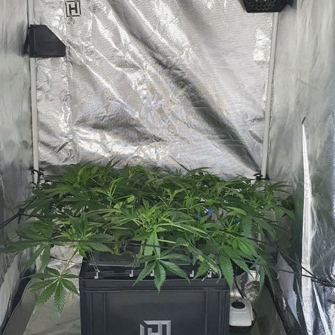 Auto Pineapple Candy growlog timeline photo