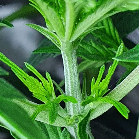 Auto Purple Candy growlog timeline photo