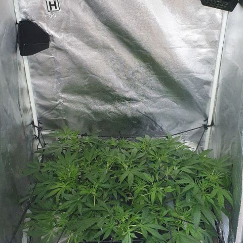 Auto Pineapple Candy growlog timeline photo