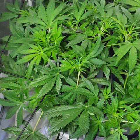 Auto Purple Candy growlog timeline photo