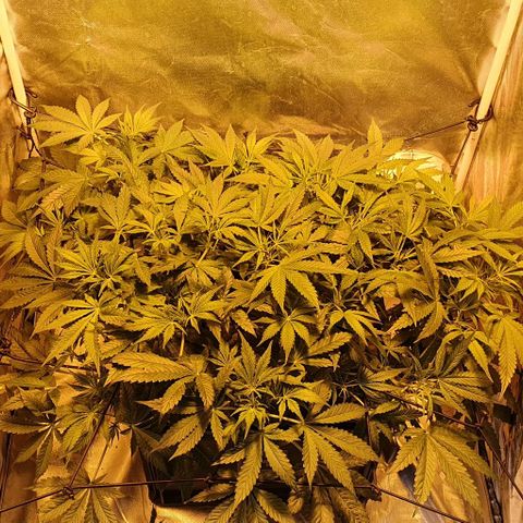 Auto Purple Candy growlog timeline photo