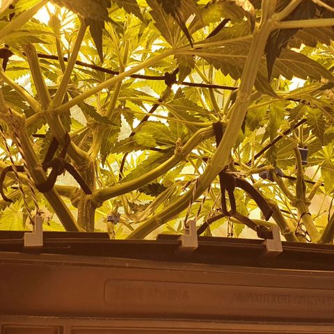 Auto Purple Candy growlog timeline photo